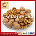 New Harvested High Quality Walnut in Shell